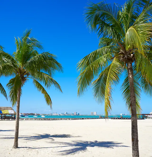 Cancún: dos palmeras en la arena blanca