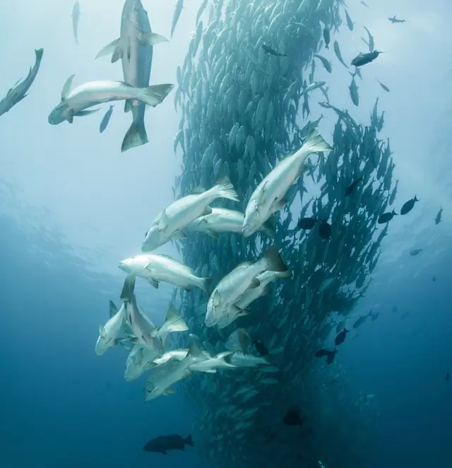 Los Cabos: un cardumen de jureles bajo el agua